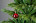 Искусственная ель Шервуд Премиум 120 см зеленая 
