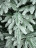 Искусственная ель Polaris 210 см. заснеженная литая + ПВХ Beatrees 1040721