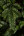 Triumph Tree ель Нормандия 230 см темно-зеленая Триумф