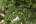 Triumph Tree ель Нормандия 230 см темно-зеленая Триумф