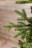 Искусственная сосна Ноттингемская 155 см зеленая